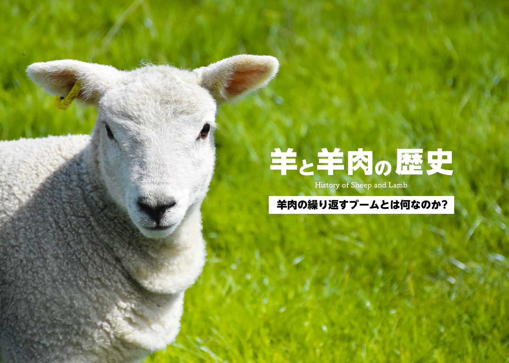 羊と羊肉の歴史4・羊肉の繰り返すブームとは何なのか？